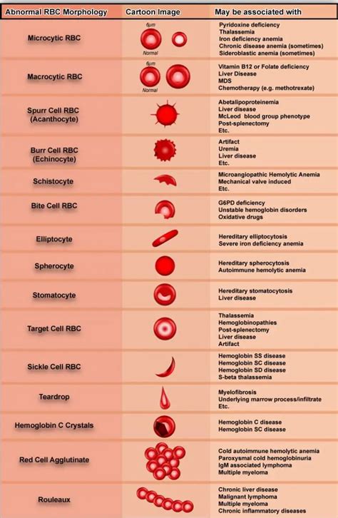 Variations in Red Blood Cell Morphology : Size, Shape, Color and Inclusion Bodies ...