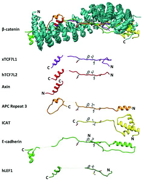 Interactions of β-catenin and its partner proteins. Schematic showing ...