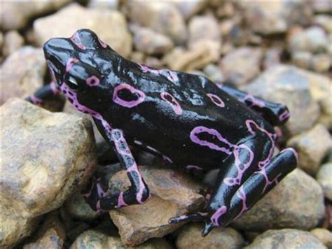 Purple dart frog | Poison dart frogs, Frog, toad, Animals