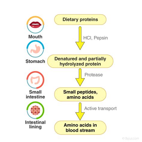 Digestion Of Fats Flowchart