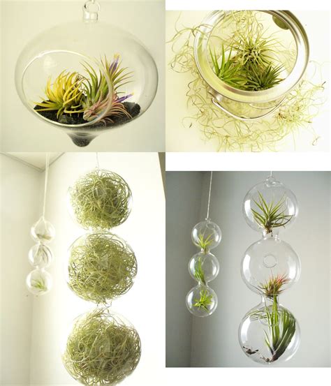 zafirenia: Home Decor Plants in Glass - Recent Etsy Faves