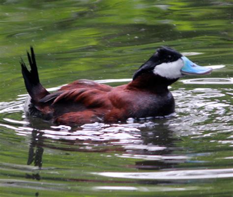 Ruddy Ducks image - Free stock photo - Public Domain photo - CC0 Images