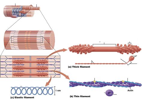 4. Structure of Myofibril Diagram | Quizlet