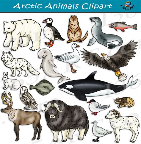 Arctic Animals Vector Art, Icons, and Graphics for Free Download - Clip Art Library