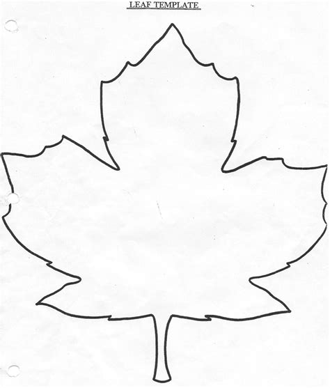 Easy Maple Leaf Drawing at GetDrawings | Free download