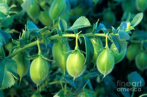 Garbanzo Bean Cicer Arietinum Photograph by Inga Spence