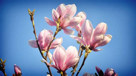 Magnolia wallpapers 1920x1080 Full HD (1080p) desktop backgrounds