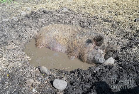 Pig wallowing in a mud bath Photograph by Bryan Attewell - Fine Art America