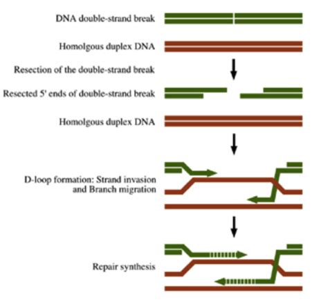 Chapter 13 Recombinational DNA Repair and Homologous Recombination Flashcards | Quizlet