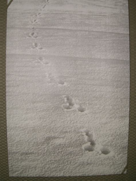 Rabbit Tracks closeup.JPG | Bonsai Nut