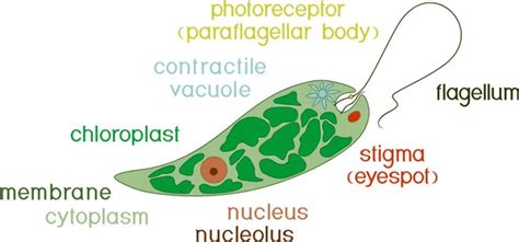 Diagram of EDiagram of Euglena. Structure of Euglena viridis with titlesuglena. Structure of ...