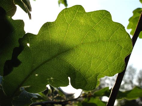 Map of Veins | The veins of the leaf highlighted by the sun | David Andersen | Flickr