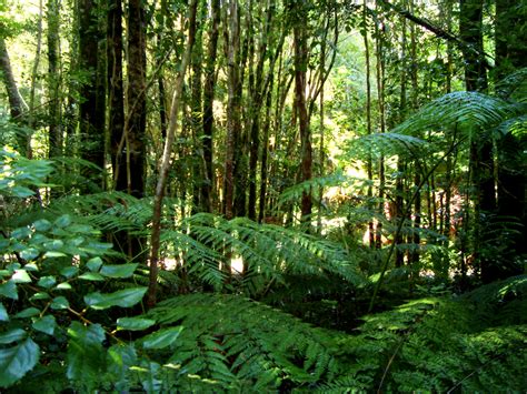 File:Valdivian temperate rainforest.JPG - Wikimedia Commons