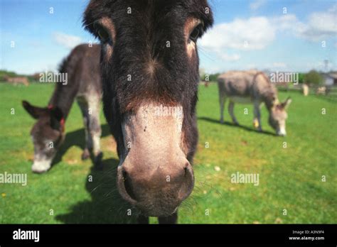 Donkeys at Sidmouth Donkey Sanctuary Devon Stock Photo - Alamy