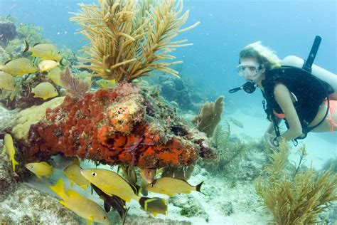 Florida Keys Diving | Florida Rambler