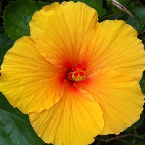 17 Best images about Hawaiʻi Flora & Fauna on Pinterest | Bird of paradise, Agriculture and Maui