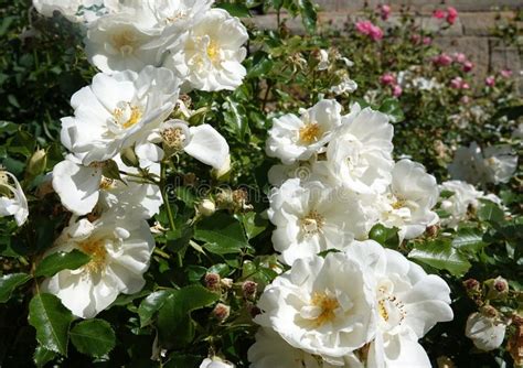 A white rose shrub stock image. Image of blooming, garden - 250216383