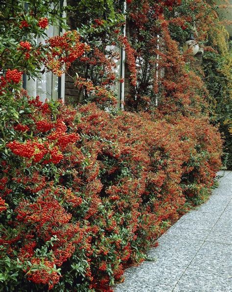 Red Column (Rex) Pyracantha - 20 Seeds - Great for tall homes, or long runs under windows ...