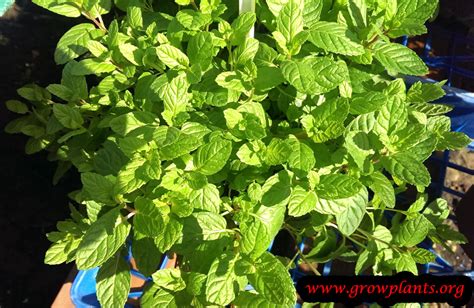 Spearmint - How to grow & care