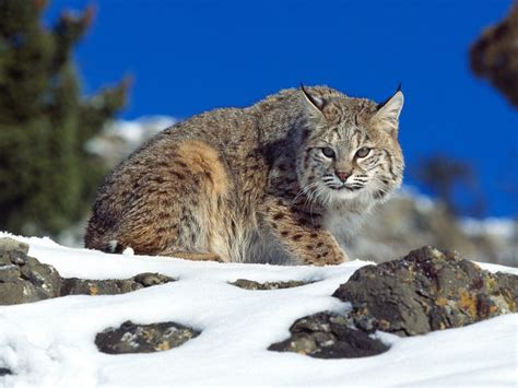 Bobcat Pictures wallpaper | 1600x1200 | #74525