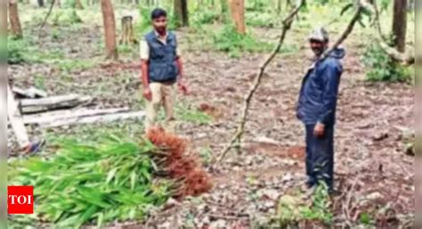 Forest officials write to PM Narendra Modi for recognition in national awards | Hyderabad News ...