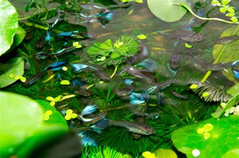 Top 10 Aquarium Plants For Guppies Guppy Aquarium, 52% OFF