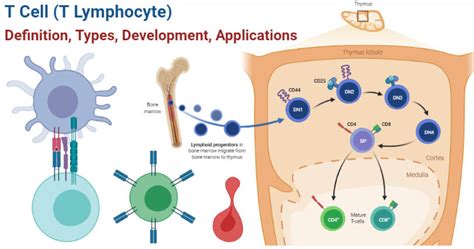 T Cell (T Lymphocyte)- Definition, Types, Development, Applications