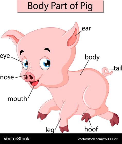 Anatomy Of A Pig Diagram