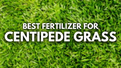 Best Fertilizer for Centipede Grass - The Centipedeer The Better - YouTube