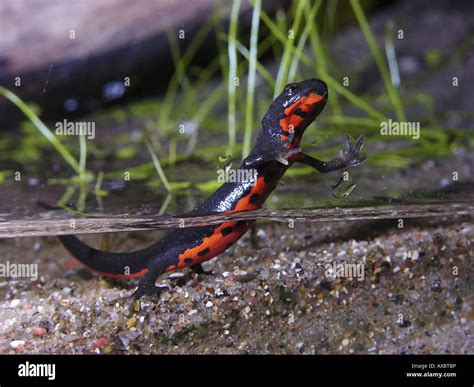 Japanese firebelly newt, Japanese fire bellied newt (Cynops pyrrhogaster), in terrarium Stock ...