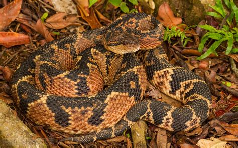 Peruvian Amazon Reptiles | Flickr