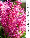 Pink Hyacinths Free Stock Photo - Public Domain Pictures
