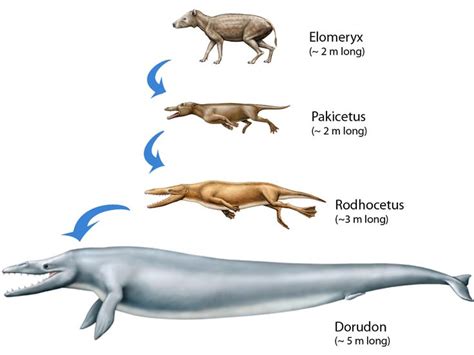 17 Best images about Science on Pinterest | Prehistoric animals ...