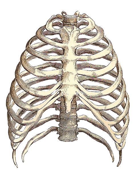 Human Anatomy Ribs Pictures - rib cage front | Anatomy study, Anatomy : The free science images ...