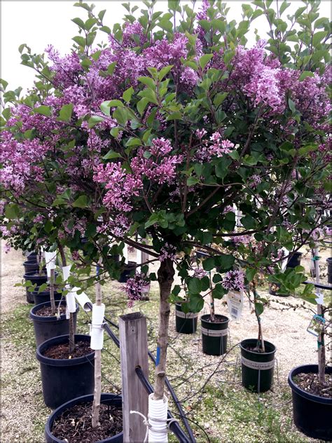 lilac tree - Trees Today Nursery