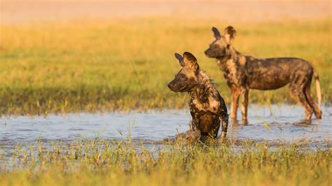 Hwange National Park - Heroes Of Adventure