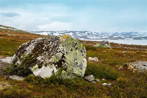 Arctic Moss Stock Photos, Pictures & Royalty-Free Images - iStock