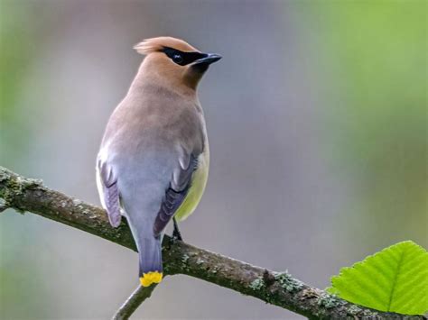 Bohemian Waxwing or Cedar Waxwing: What Are The… | Birdfact