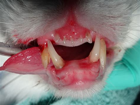 Feline Stomatitis Therapy - Veterinary Dental Services