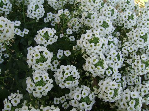 Small White Flowers Free Stock Photo - Public Domain Pictures