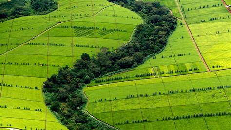 Featured Photo: Tea plantation in Kericho County, Kenya - R. Agrotis Travel LTD