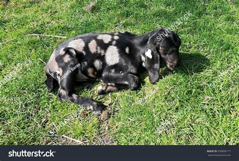 Anglo Nubian Goat Kid Anglonubian British Stock Photo 630899177 | Shutterstock