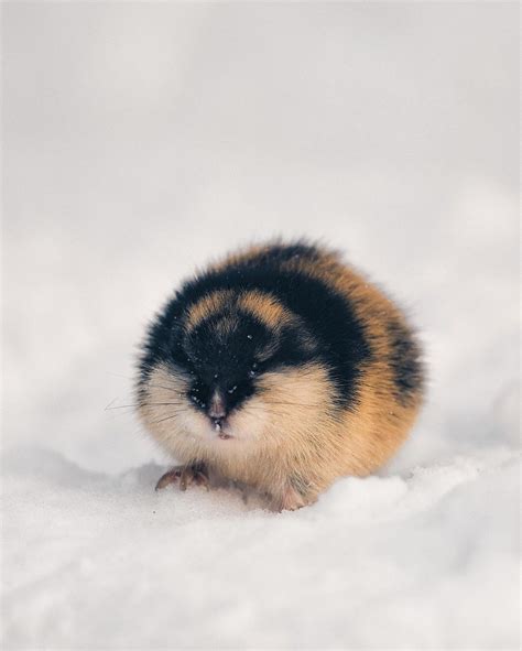 🔥A Norway lemming : r/NatureIsFuckingLit