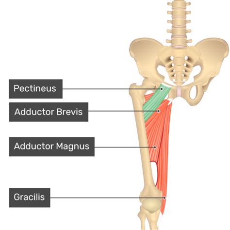 Pectineus muscle: origin, insertion, actions, innervation | GetBodySmart