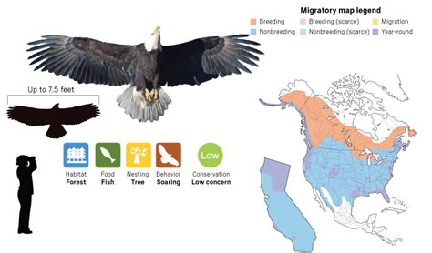 A look at our local raptors for backyard bird count weekend – Press Enterprise