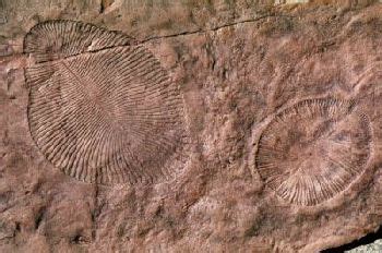 Ancient Australian fossils were on land, not at sea, geologist proposes - FossilScience.com