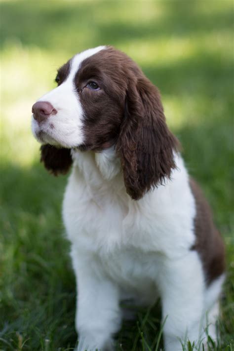 English Springer Spaniel puppy - liver and white | Springer spaniel ...