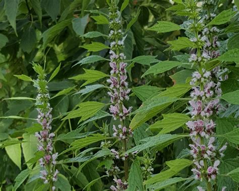 Motherwort – its Uses & Benefits | theHERBAL Cache