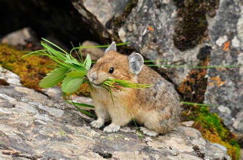 American_Pika | Süßeste haustiere, Tiere, Wilde tiere