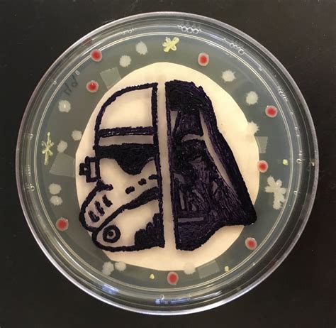 Winners of the 2016 agar art competition – in pictures | Art ...